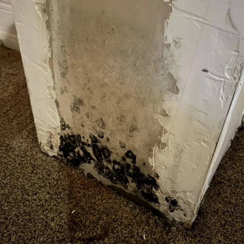 Professional Mold Removal in Fryeburg, ME